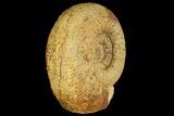 Jurassic Ammonite (Stephanoceras) Fossil - England #171255-2